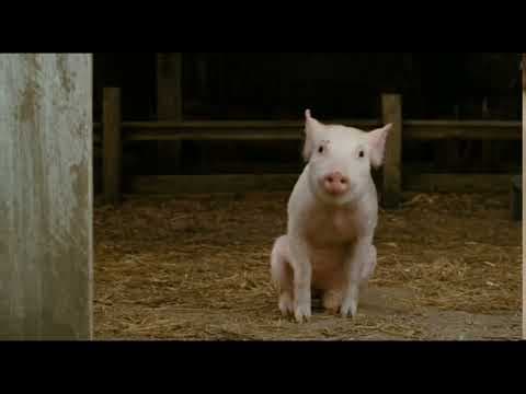 Charlotte's Web (10 of 20) - Wilbur's Fame