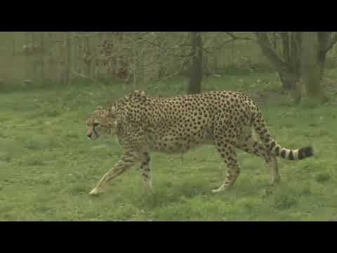 The Marwell Zoo
