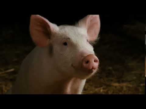 Charlotte's Web (12 of 20) - Radiant