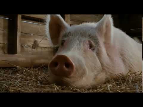 Charlotte's Web (15 of 20) - Big Uncle