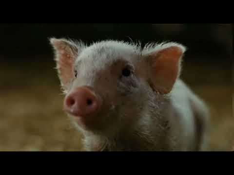 Charlotte's Web (4 of 20) - Templeton the Rat