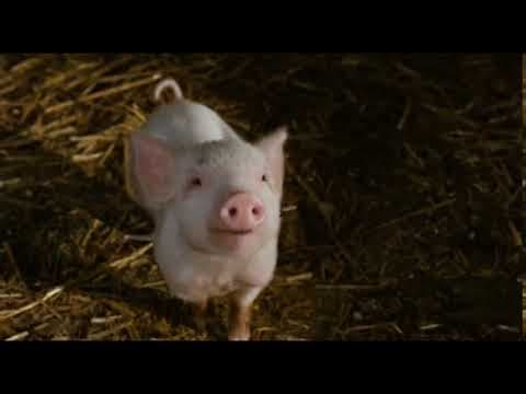 Charlotte's Web (6 of 20) - A Spider's Meal