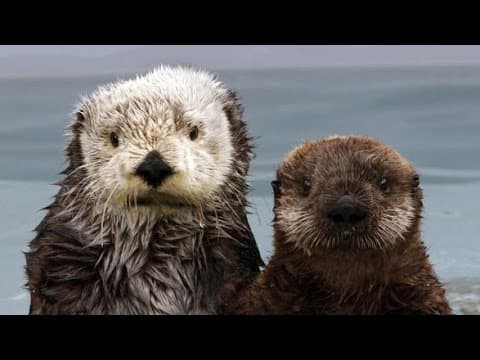 The Fantastic Fur of Sea Otters | Deep Look