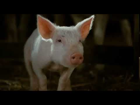 Charlotte's Web (8 of 20) - Spider Rescue