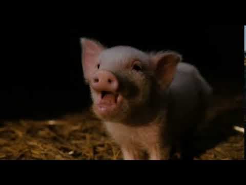 Charlotte's Web (5 of 20) - Wilbur's New Friend