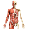 anatomical