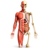 anatomy