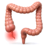 appendix