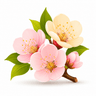 Apricot blossom