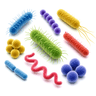 bacteria
