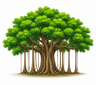 Banyan