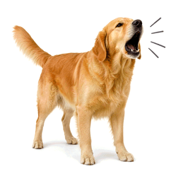 bark