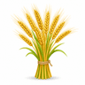 barley
