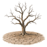 barren