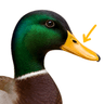 beak