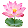 bloom