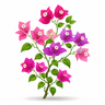 Bougainvillea
