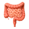 bowel