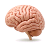 brain