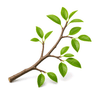 branch