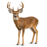 buck