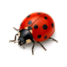 bug