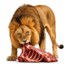 carnivore