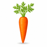 carrot