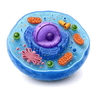 cell
