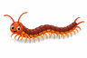 centipede