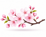 Cherry blossom