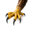 claw