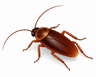 cockroach
