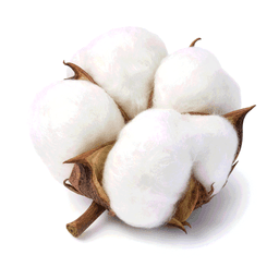 cotton