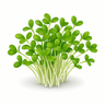 Cress