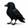 crow