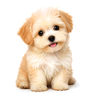 cute
