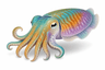 Cuttlefish