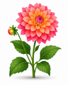 Dahlia