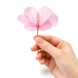 delicate