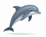 dolphin