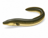 eel
