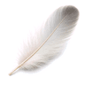 feather