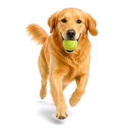 fetch