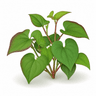 Fish Mint