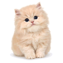 fluffy