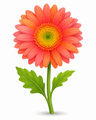 Gerbera flower