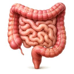 gut