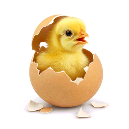 hatch