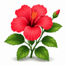 Hibiscus